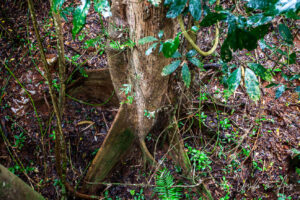 Buttress Roots on a tree, Barron Falls, Queensland Australia