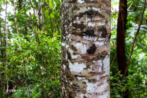 Variegated tree bark, Barron Falls, Queensland Australia