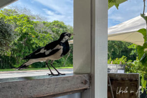 Magpie Lark, Choochoos at the Marina, Port Douglas, Queensland Australia