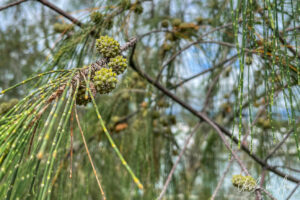 Closeup: Casuarina needles and cones, Port Douglas, Queensland Australia