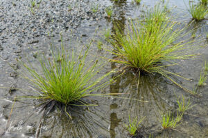 Clumps of grass in a puddle, Port Douglas, Queensland Australia