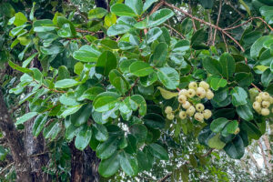 Closeup: white berries and green leaves, Flaky Barked Satinash, Mission Beach, Queensland Australia