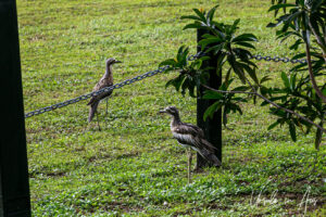 Two bush stone-curlews near a chain-link fence, Port Douglas, Queensland Australia