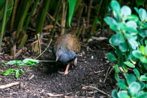 Scrubfowl in the undergrowth, Four Mile Beach, Port Douglas, Queensland Australia