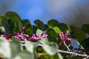 Flowers on the Judas tree, Olympia Greece.