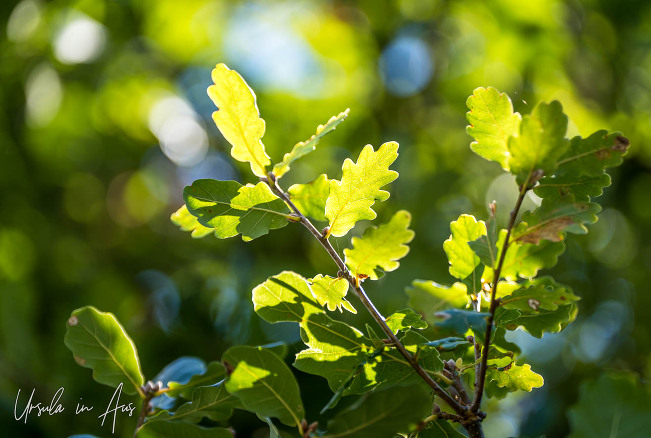 Sun through oak leaves, ANZAC Parade, Canberra Australia.