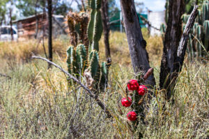 Cactus with small red fruit, Grawin, NSW Australia