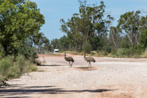 Emus on a gravel road, Glengarry, NSW Australia