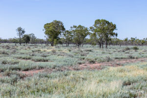 Open grassland, Grawin, NSW Australia