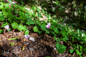 Cyclamen and ivy on the ground, The Prayers' Gorge, Dimitsana Greece