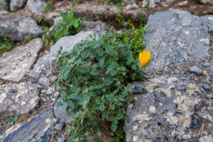 Heliotropium Europaeum and yellow crocus in the rocks, The Prayers' Gorge, Dimitsana Greece