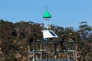 Great cormorants on a channel marker, East Boyd Bay, Eden, NSW Australia