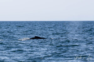 Humpback back, Eden, NSW Australia