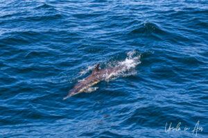 Dolphin in wavy water off a boat, Eden, NSW Australia