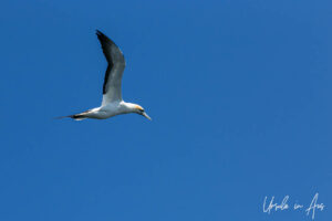 Australasian gannet in flight against a blue sky, Eden, NSW Australia