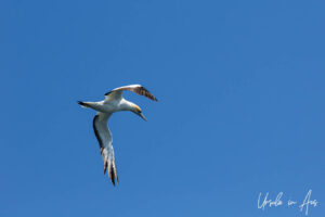 Australasian gannet in flight against a blue sky, Eden, NSW Australia
