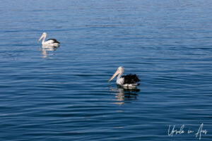 Two Australian pelicans on the water, Eden Harbour, NSW Australia