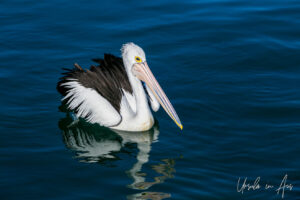 Australian pelican on the water, Eden Harbour, NSW Australia
