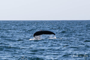 Tail of a humpback with water splashing, Eden, NSW Australia