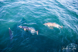 Three dolphins in wavy water off a boat, Eden, NSW Australia