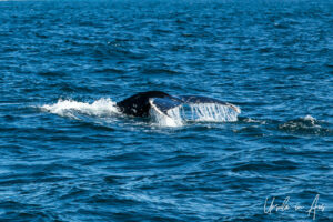Tail of a humpback with water splashing, Eden, NSW Australia