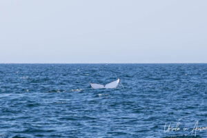Tail of a humpback, Eden, NSW Australia