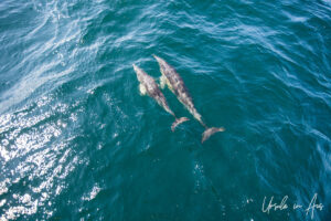 Two dolphins in wavy water off a boat, Eden, NSW Australia