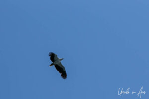 White-bellied sea-eagle in flight against a blue sky, Eden, NSW Australia