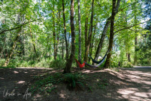 Hammocks in the trees, Tsolum River, Comox BC Canada