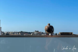 Pigeon on a bannister, Electra Hotel Athens Greece.