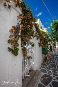 Grape leaves on a whitewashed wall, Parikia, Paros Greece.