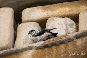 Detail: Pigeon in the stones of the Frankish Castle, Parikia, Paros Greece.