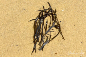 Seagrass on the sand, Cocora Beach, Eden Australia