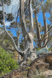 White gum tree trunks on the Bundian Story Trail, Eden Australia