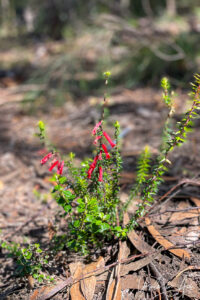 Common heath on the path, the Bundian Story Trail, Eden Australia