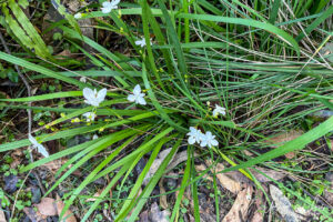 Libertia on a path, the Bundian Story Trail, Eden Australia
