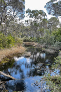 Gum trees reflected in Mangaema Creek, the Bundian Story Trail, Eden Australia