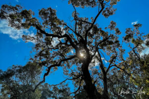 Silhouette of a gum tree against a sun flare, Bungo Beach, Eden Australia