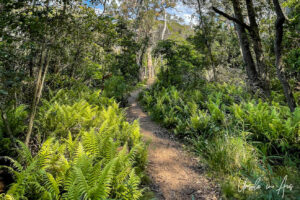 Ferns either side of a sandy path, the Bundian Story Trail, Eden Australia