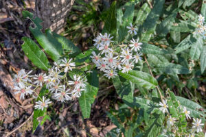 A clump of Olearia gravis, the Bundian Story Trail, Eden Australia