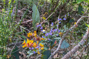 Purple and yellow Fabaceae, the Bundian Story Trail, Eden Australia