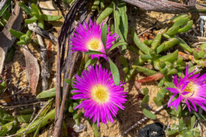 Pink pigface in sandy soil, the Story Trail, Eden Australia