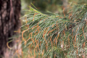 Detail: Casuarina needles, the Bundian Story Trail, Eden Australia