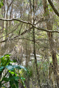A tangled of trees, the Bundian Story Trail, Eden Australia