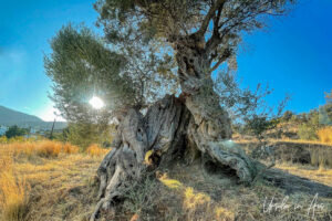 Low afternoon sun through an ancient olive tree, Lefkes Paros Greece.