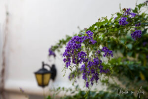 Duranta erecta in bloom, Lefkes Paros Greece.