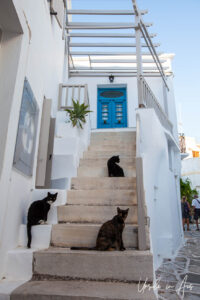 Cats on a staircase, Lefkes Paros Greece.