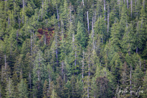 An evergreen forest, Chatham Sound, BC Canada