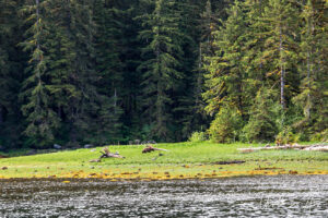 Grizzly in the distance, in a green cove, Khutzeymateen Inlet, BC Canada.