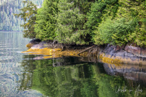 An evergreen forest reflected in Khutzeymateen Chanel, BC Canada